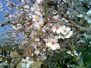 I fiori dei mandorli nella Valle dei Templi